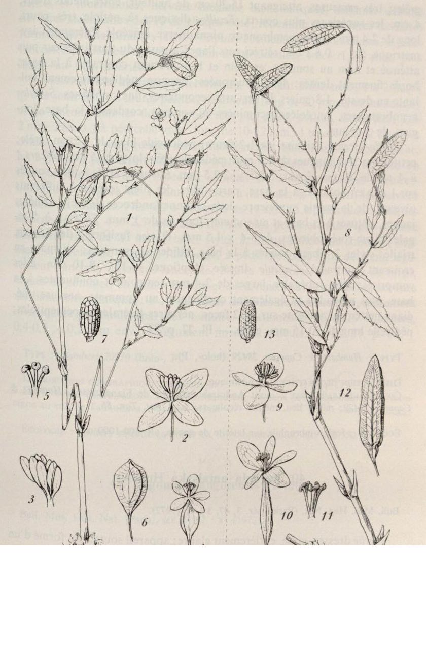 B. antaisaka